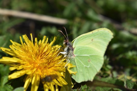 Yellow butterfly on dandelion
